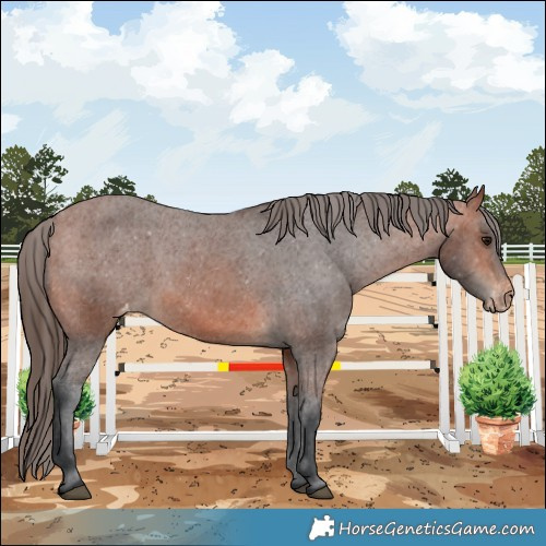 Horse Color:Bay Varnish 