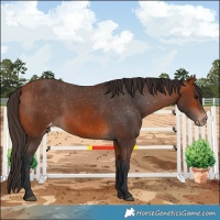 Horse Color:Bay Appaloosa 