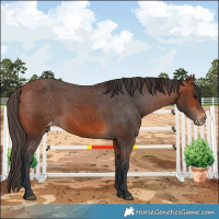 Horse Color:Bay Varnish 