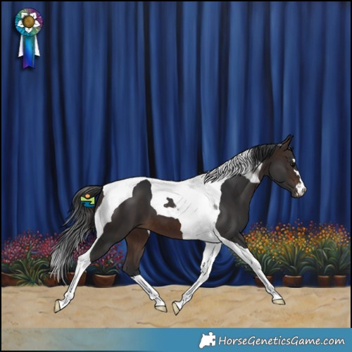 Horse Color:Brown Tobiano 