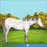 Horse Color:Red Dun Near Leopard  and Red Dun Near Leopard 