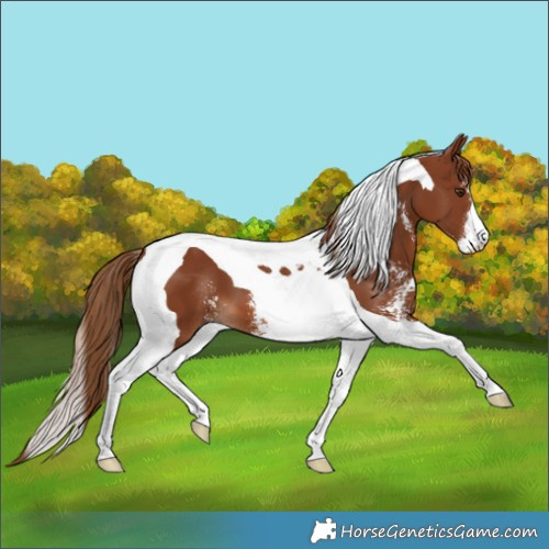 Horse Color:Chestnut Sabino Tobiano 