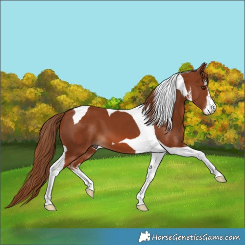 Horse Color:White Spotted Chestnut Tobiano 