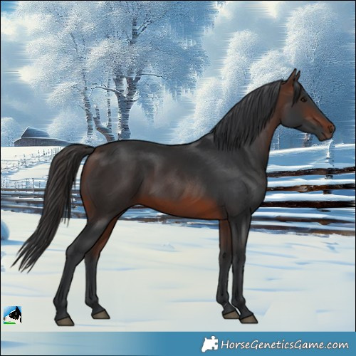 Horse Color:Brown 