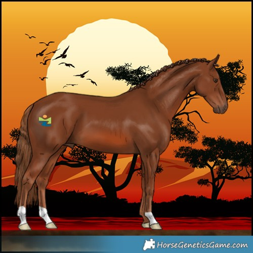 Horse Color:Chestnut 