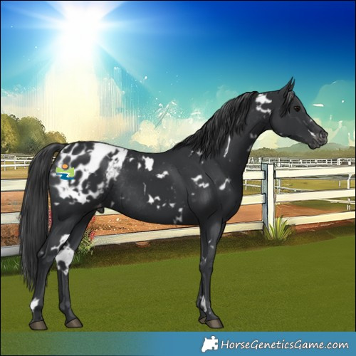 Horse Color:White Spotted Black Blanket Rabicano 