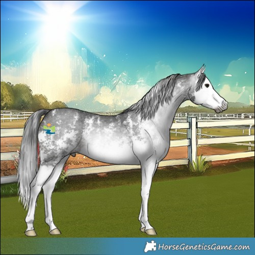 Horse Color:Gray Brown Sabino Splash Rabicano 