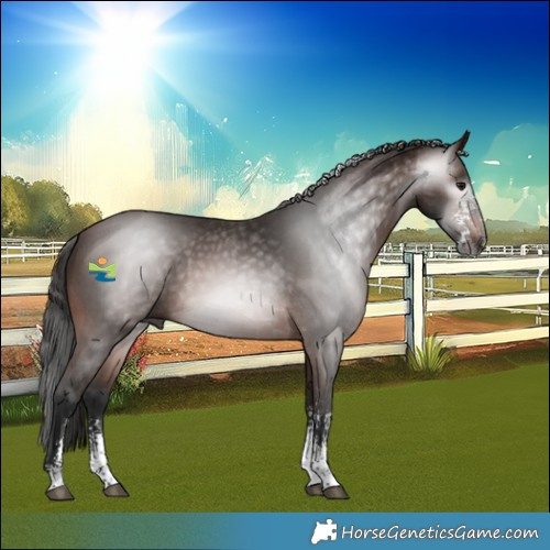 Horse Color:Gray Bay Sabino Rabicano 