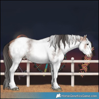 Horse Color:White Spotted Bay Sabino 