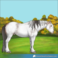 Horse Color:White Spotted Bay Sabino