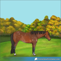 Horse Color:Bay Rabicano