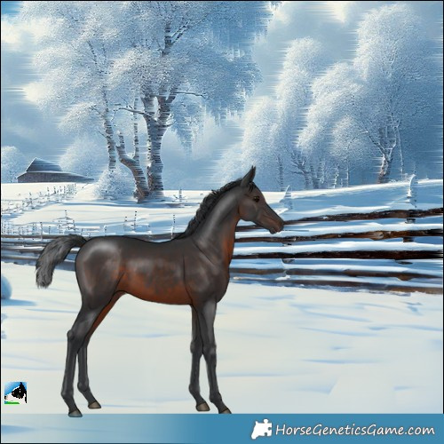 Horse Color:Brown Rabicano