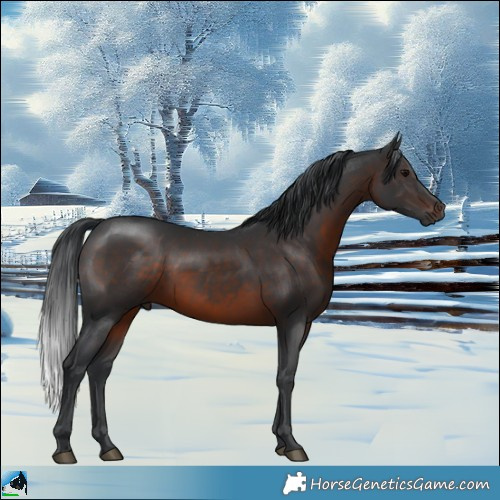 Horse Color:Brown Rabicano 