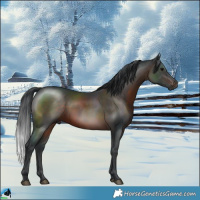 Horse Color:Brown Rabicano 