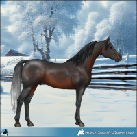 Horse Color:Brown Rabicano