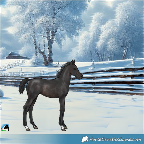 Horse Color:Brown Rabicano