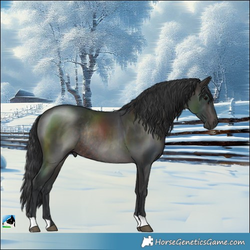 Horse Color:Brown Rabicano 