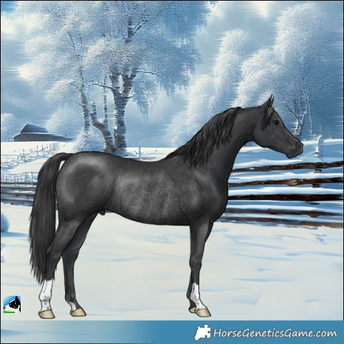 Horse Color:Black Rabicano 