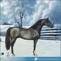 Horse Color:Black Rabicano