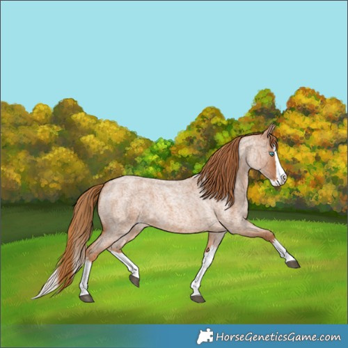 Horse Color:Red Roan Splash 