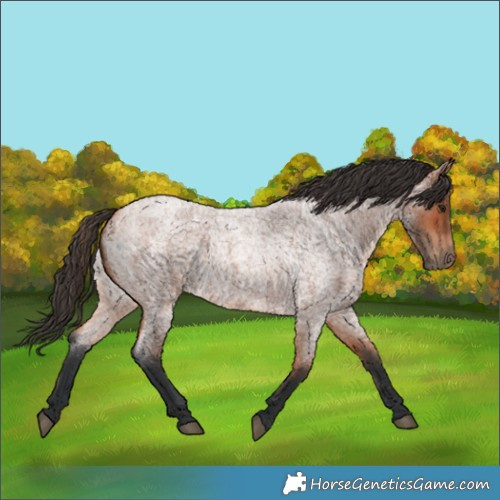 Horse Color:Bay Roan 