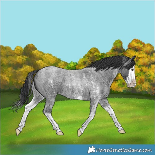 Horse Color:Blue Roan Sabino Splash 