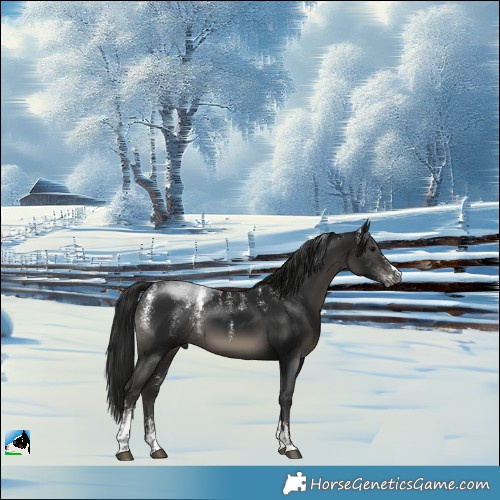 Horse Color:Powder White Gray Black 