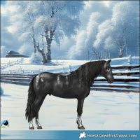 Horse Color:Powder White Gray Black 