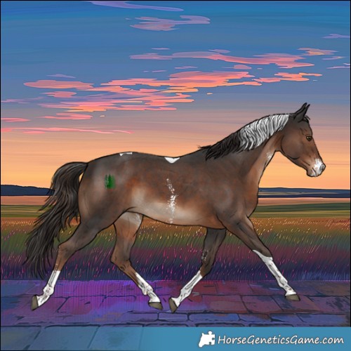 Horse Color:Liver Chestnut Sabino Tobiano 