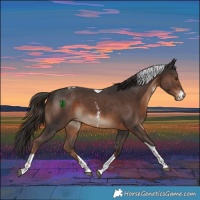 Horse Color:Liver Chestnut Sabino Tobiano