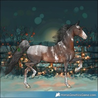 Horse Color:Powder White Liver Chestnut Sabino Rabicano