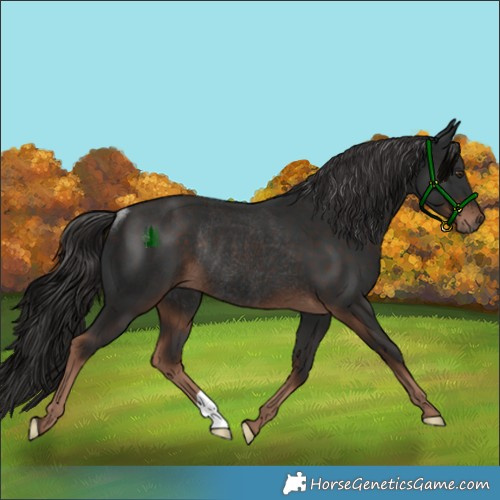Horse Color:Liver Chestnut Rabicano