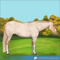 Horse Color:Red Dun Roan Splash Frame Rabicano 