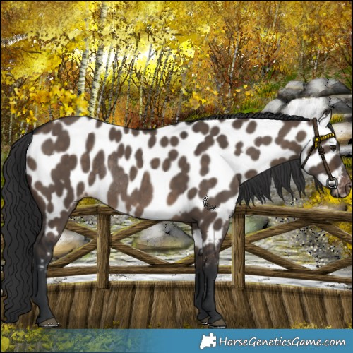 Horse Color:Brown Dun Near Leopard Rabicano 