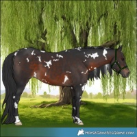 Horse Color:White Spotted Brown