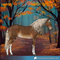 Horse Color:White Spotted Chocolate Palomino 