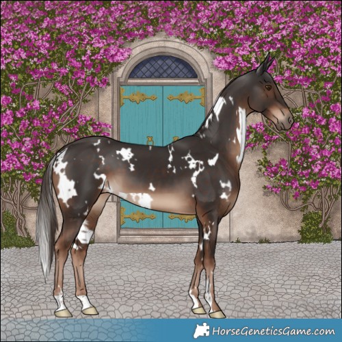 Horse Color:White Spotted Liver Chestnut 