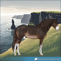 Horse Color:White Spotted Liver Chestnut