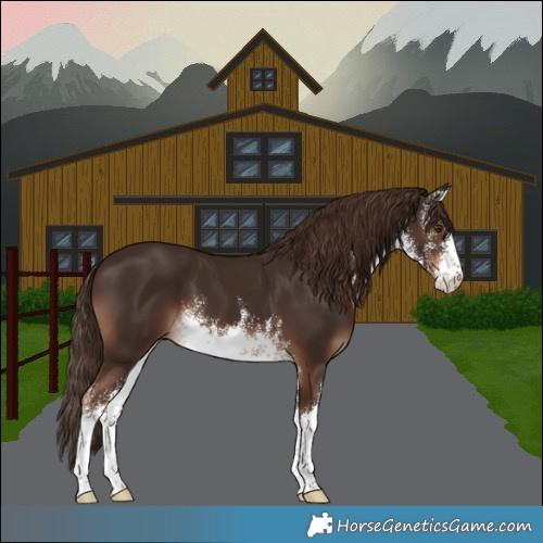 Horse Color:White Spotted Liver Chestnut 