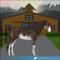Horse Color:White Spotted Liver Chestnut