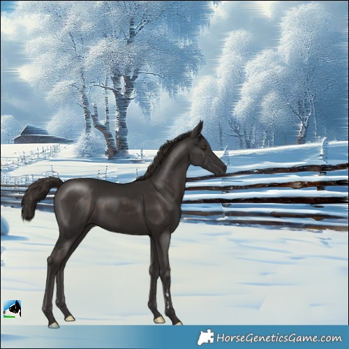 Horse Color:Liver Chestnut Rabicano 