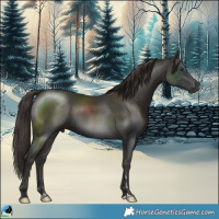 Horse Color:Liver Chestnut Rabicano 