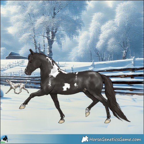 Horse Color:Liver Chestnut Skewed Appaloosa Rabicano 