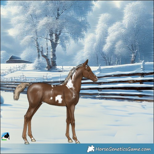Horse Color:Chocolate Palomino Skewed Appaloosa Rabicano 