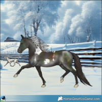 Horse Color:Liver Chestnut Skewed LP Spotted Rabicano