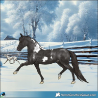 Horse Color:Liver Chestnut Skewed Appaloosa Rabicano 