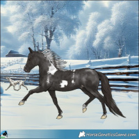 Horse Color:Liver Chestnut Skewed LP Spotted Rabicano 