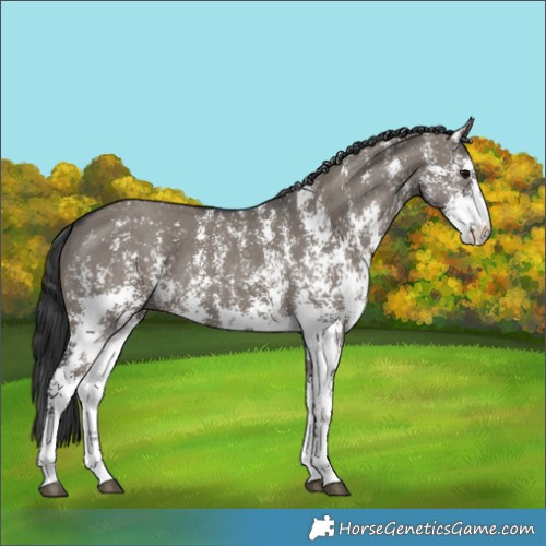 Horse Color:Grullo Sabino Rabicano 