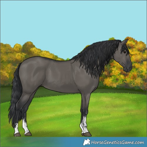 Horse Color:Grullo Sabino Rabicano