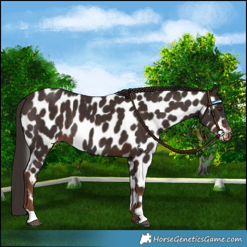 Horse Color:Liver Chestnut Near Leopard Rabicano 